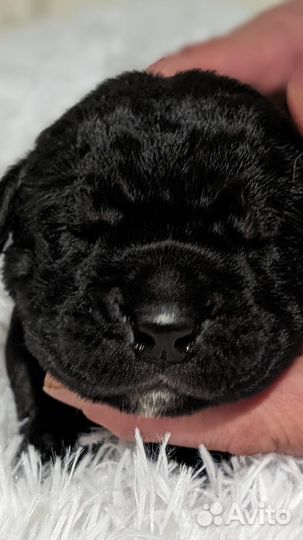 Щенки Кане-Корсо