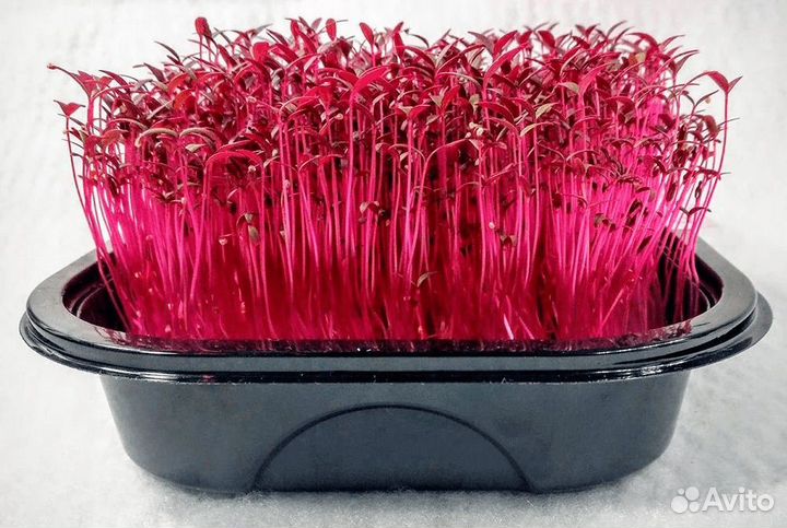 Семена для микрозелени