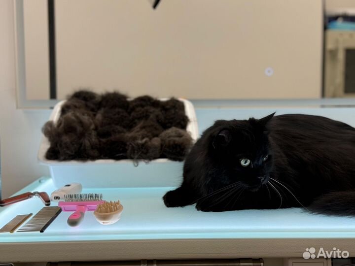 Груминг кошек