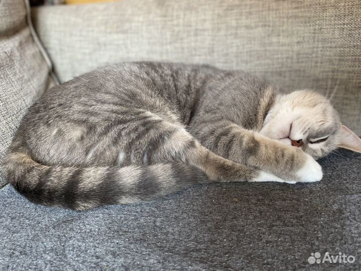 Передержка кошек