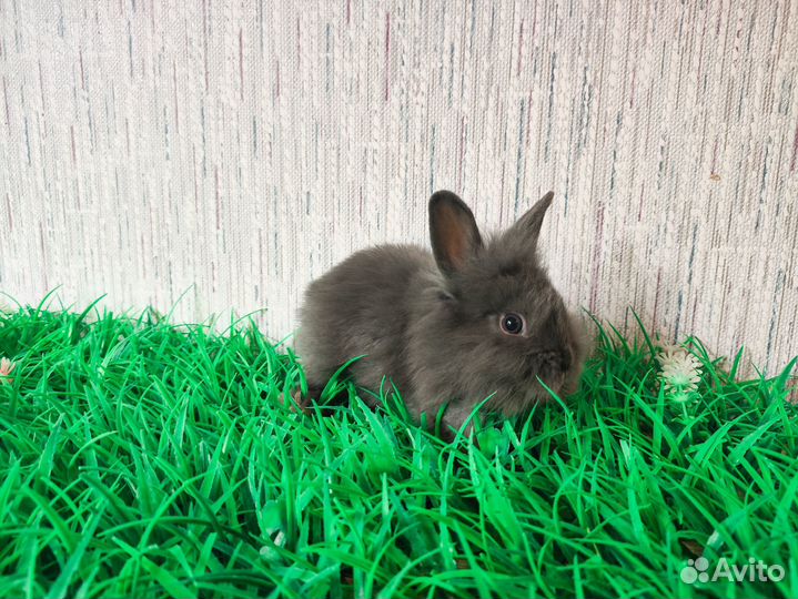 Мини карликовый кролик - очень редкий