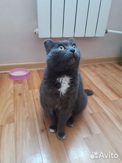 Кошка в добрые руки