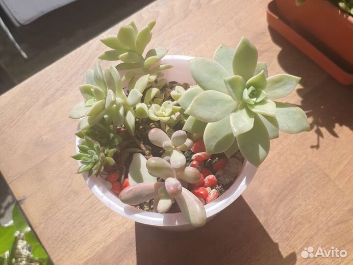 Фикус, Суккуленты, спатифиллум