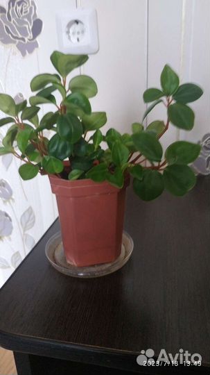 Молочай,хойя,фикус,сингониум,замиокулькас