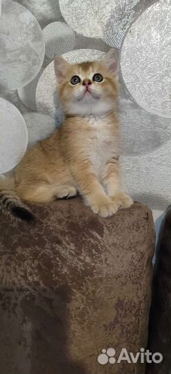 Котята золотая шиншилла