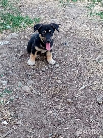 Щенки дворняжки