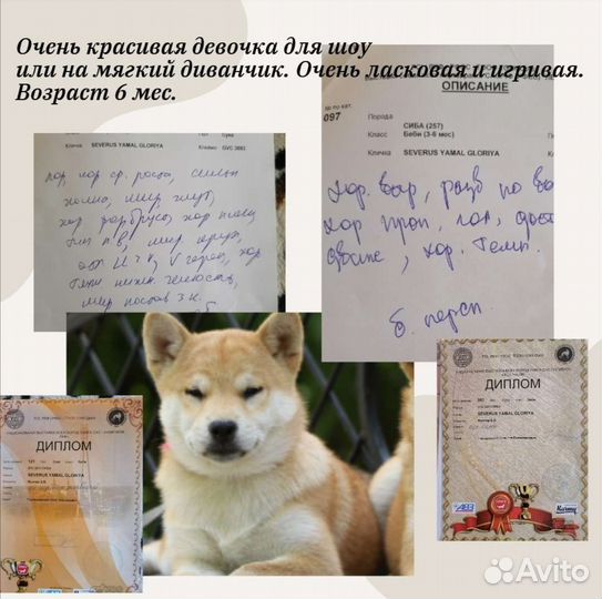 Щенки шиба ину