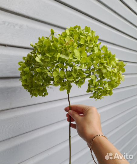 Букет из сухоцветов Гортензии древовидной