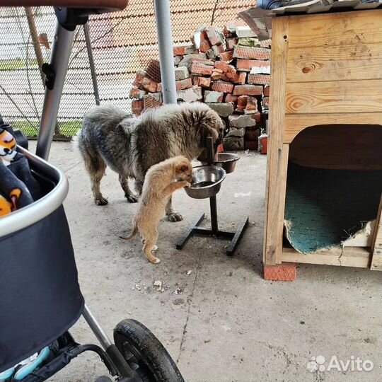 Собака в добрые руки щенок