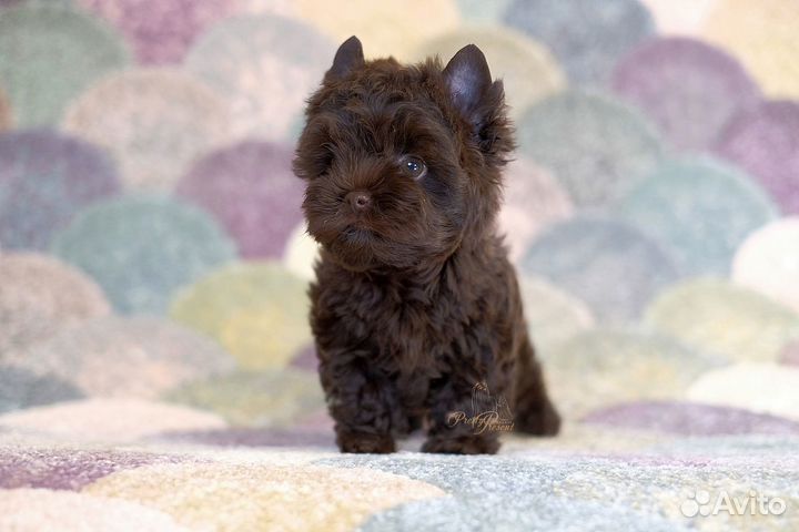 Шоколадный йорк, мальчик