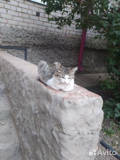 Котёнок