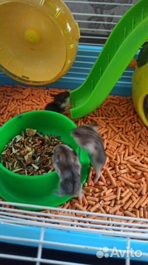 Джунгарские хомячки