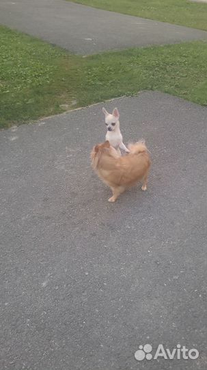 Чихуахуа мини мальчик