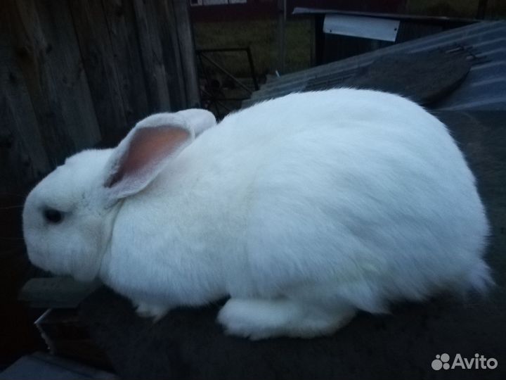 Кролики породы фландр