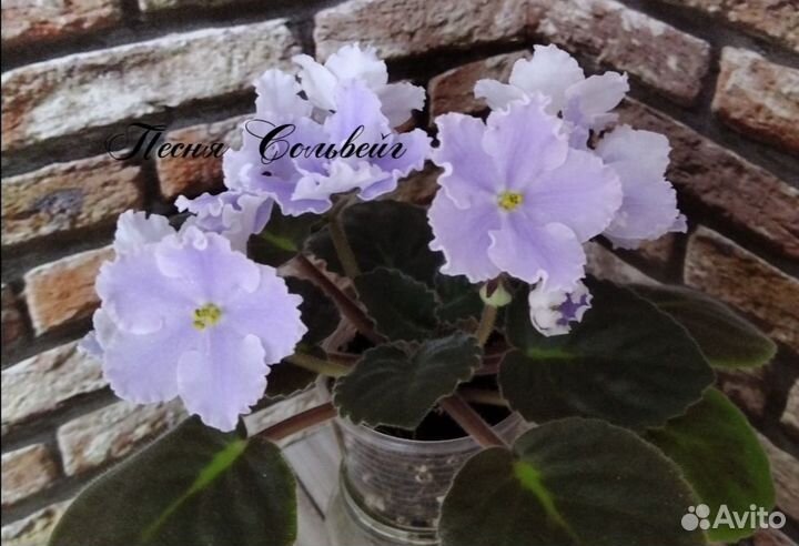 Фиалки стартеры