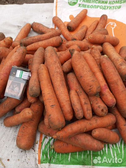 Морковь на корм