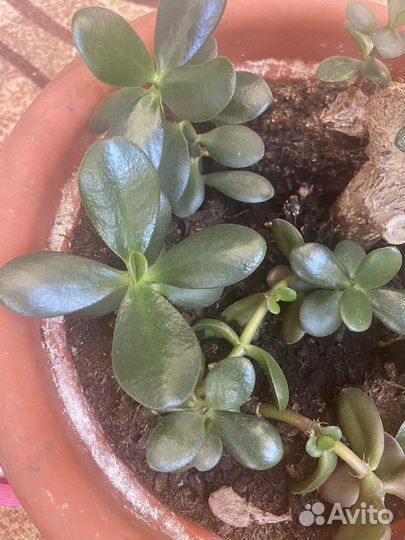 Хлорофитум толстянка