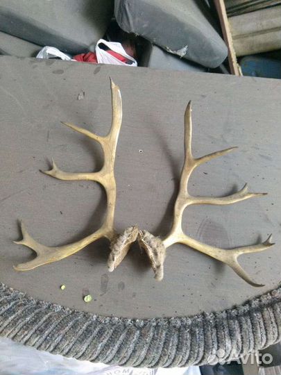 Рога оленя