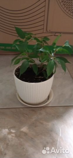 Фикус бенджамина Наташа