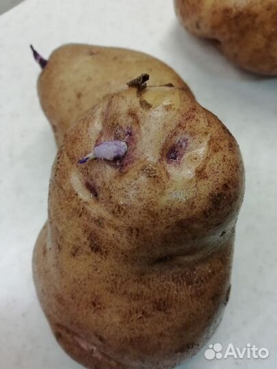 Картофель Синеглазка семенной