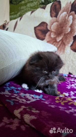 Шотландские котята