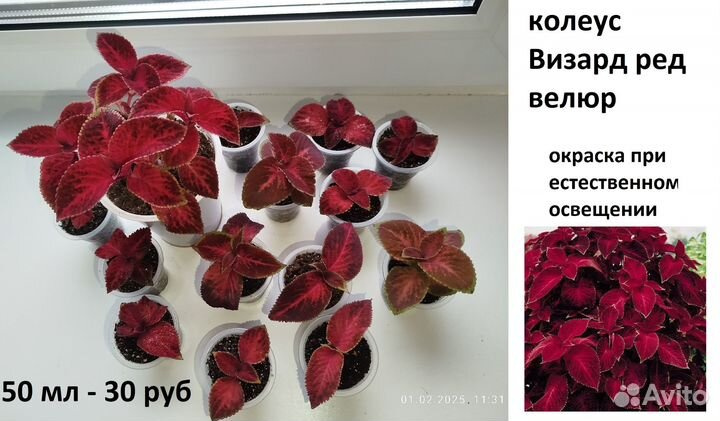 Колеус, торения