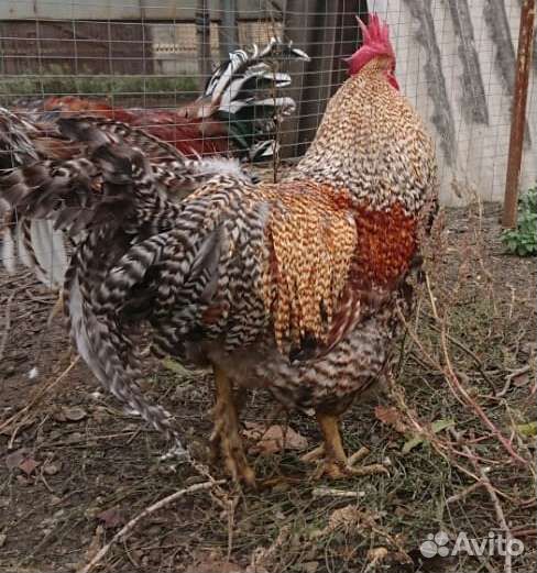 Инкубационное яйцо кур породы Билефельдер