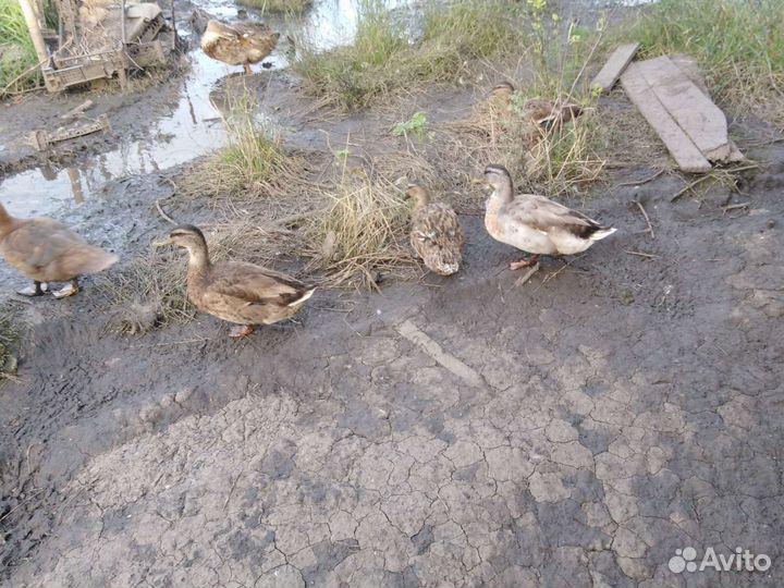 Индоутаки. Утки дикие