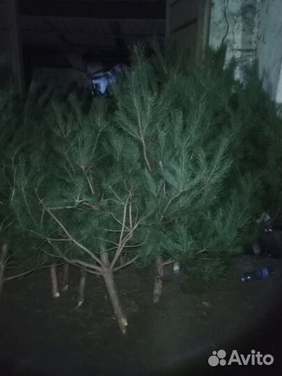 Сосна новогодняя оптом