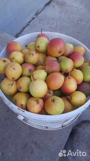 Груша садовая