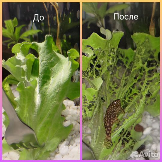 Сомики анциструсы