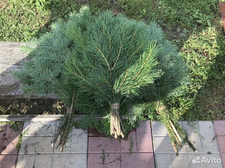 Веники для бани пихта