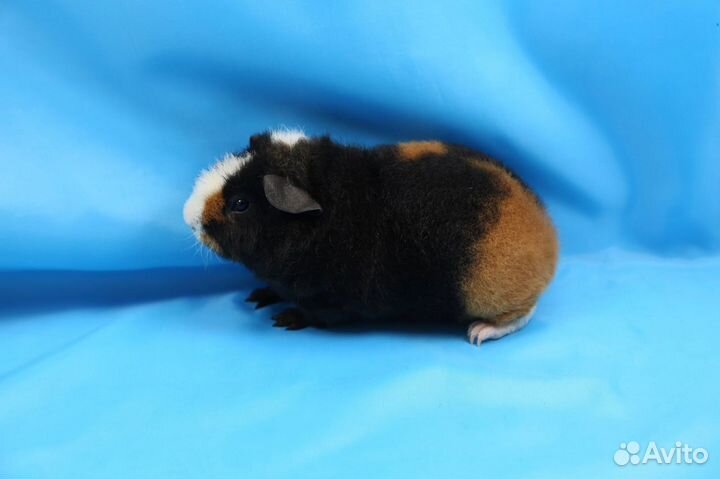 Морские Свинки Американский Тедди