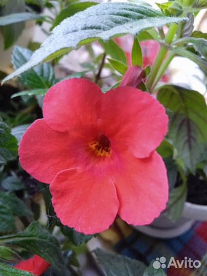 Цветы Ахименесы красные (Дружная семейка)