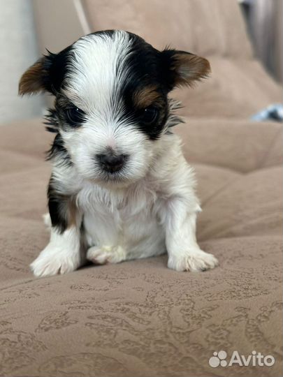 Щенок бивер йорка мини