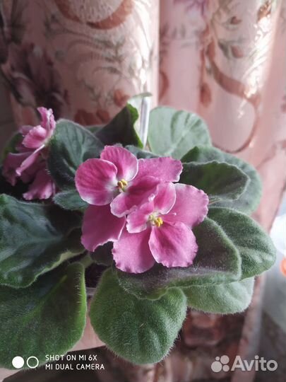 Сортовые фиалки