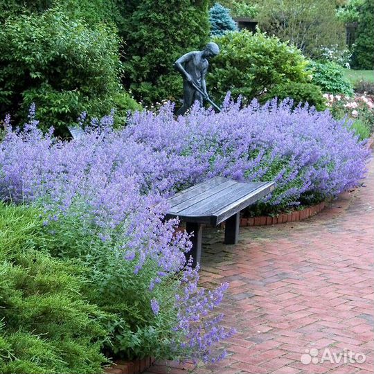 Котовник фассена Kit Kat