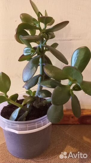 Денежное дерево