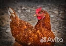 Куры несушки с доставкой