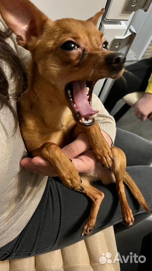 Русский той-терьер