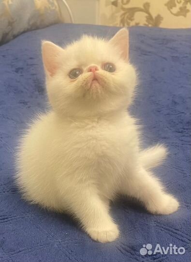 Персидские котята