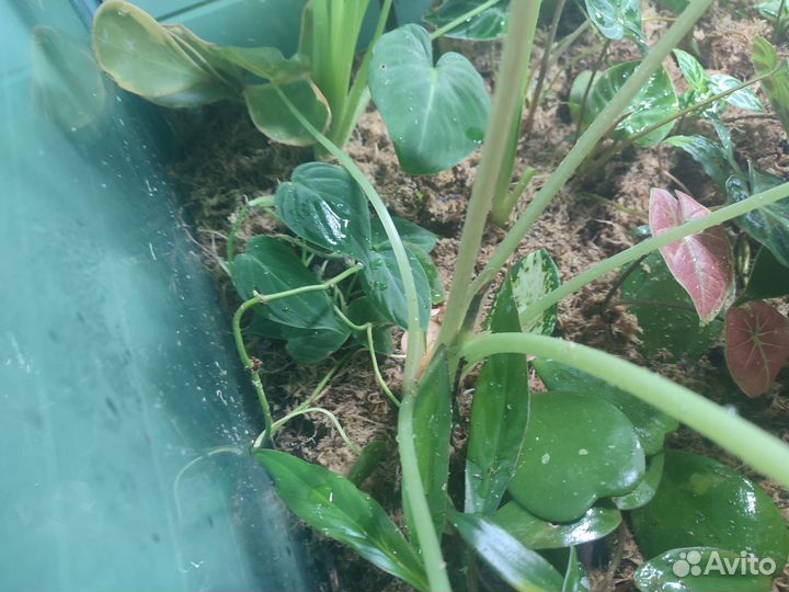 Алоказия вариегатная