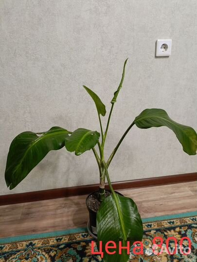 Комнатные цветы