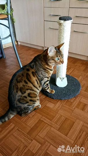 Передержка на время отпуска домашняя, зооняня