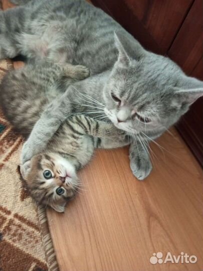 Шотландская