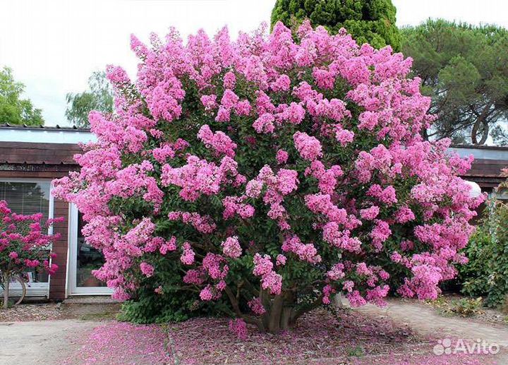 Лагерстрёмия индийская (индийская сирень)