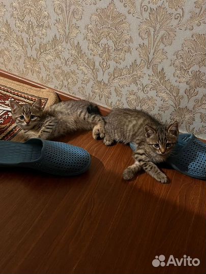 Прекрасные котята в дар