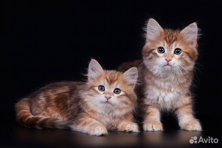 Сибирские котята