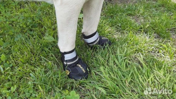 Сапожки для собак