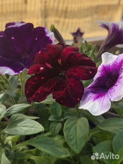 Пеларгония герань